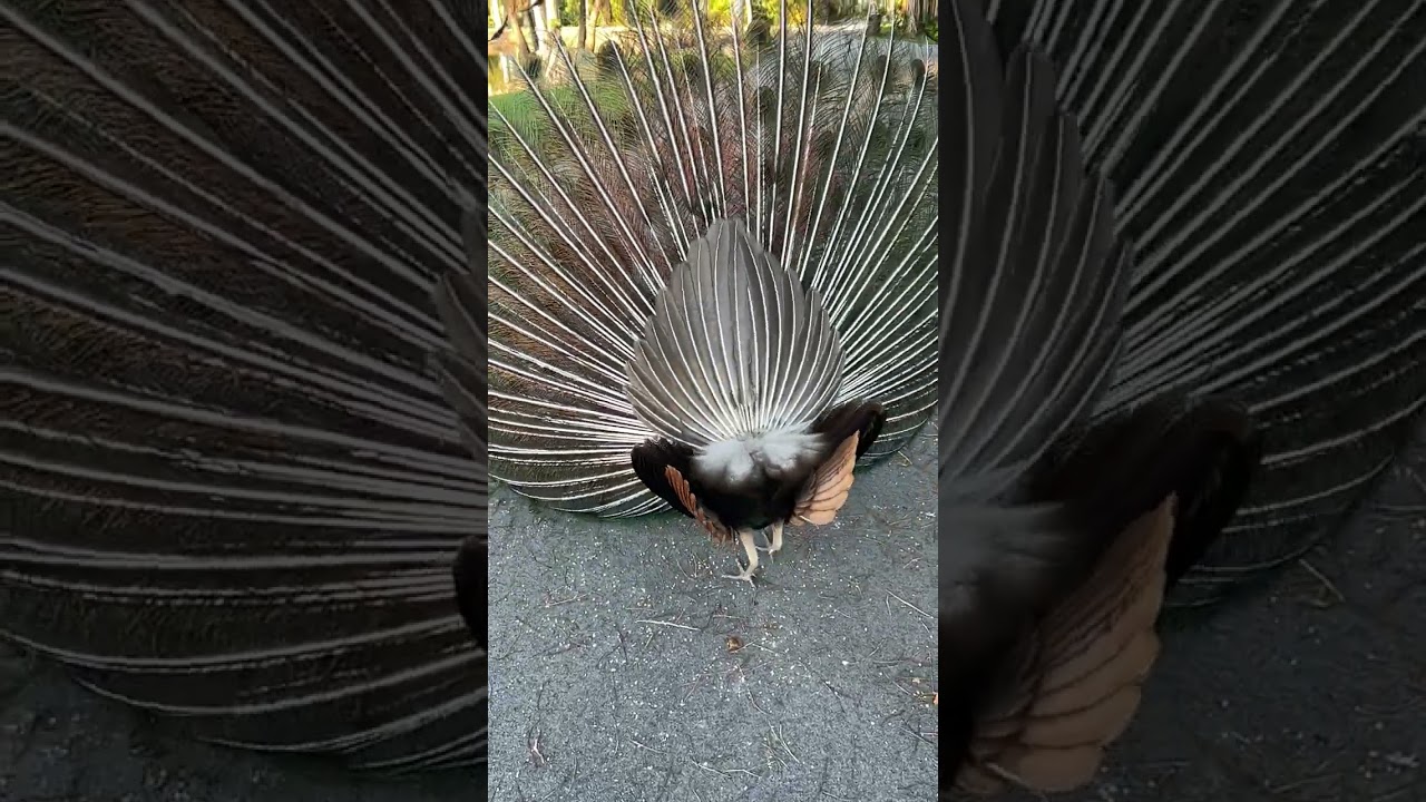 Peacock shaking its crest