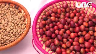 UGANDA COFFEE TO BE GEOGRAPHICALLY INDENTIFIED