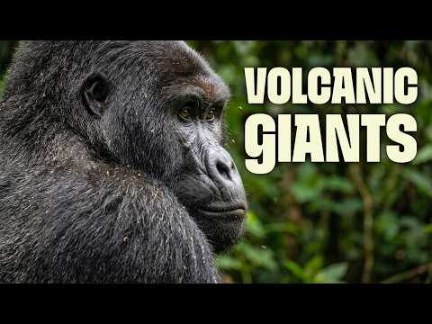 Volcanoes, Gorillas & the Heart of Africa | FULL DOCUMENTARY | Wildest Africa