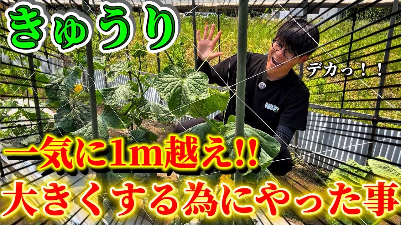 Cucumbers] They grew so big all of a sudden thanks to XX!! I'll