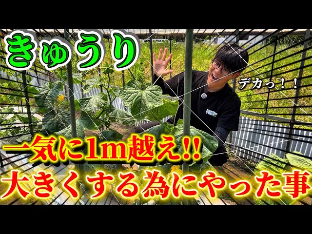 Cucumbers] They grew so big all of a sudden thanks to XX!! I'll