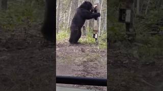 an angry bear fights with his reflection in the mirror and slams it