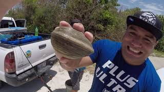 Foraging for MASSIVE Quahog Clams  Clam Pot Pie