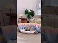 cutecatoftiktok cutekitten cutepetsoftiktok foryou cat... #Shorts #catonline520
