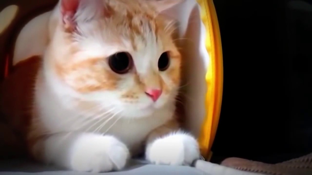 Kucing Manis Dan Lucu Bangeeeeet Youtube