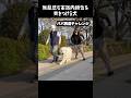 無慈悲な家族内順位を突きつける愛犬　#greatpyrenees #大型犬のいる生活 #大型犬と暮らす #大型犬 #グレートピレニーズ #大型犬のいる生活 #愛犬 #癒し #ゴールデンレトリバー