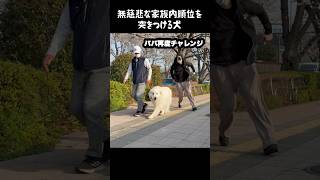 無慈悲な家族内順位を突きつける愛犬　#greatpyrenees #大型犬のいる生活 #大型犬と暮らす #大型犬 #グレートピレニーズ #大型犬のいる生活   #愛犬 #癒し #ゴールデンレトリバー