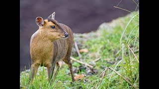 The Shooting Show - Scots stalk muntjac in Essex