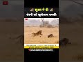 जंगली सूअर ने दी शेरनी को धमकी 😂 । animal shorts । #shorts #ytshorts