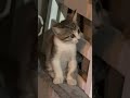 Cute kitties 😻