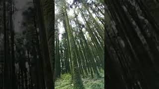 #evergreen forest#full