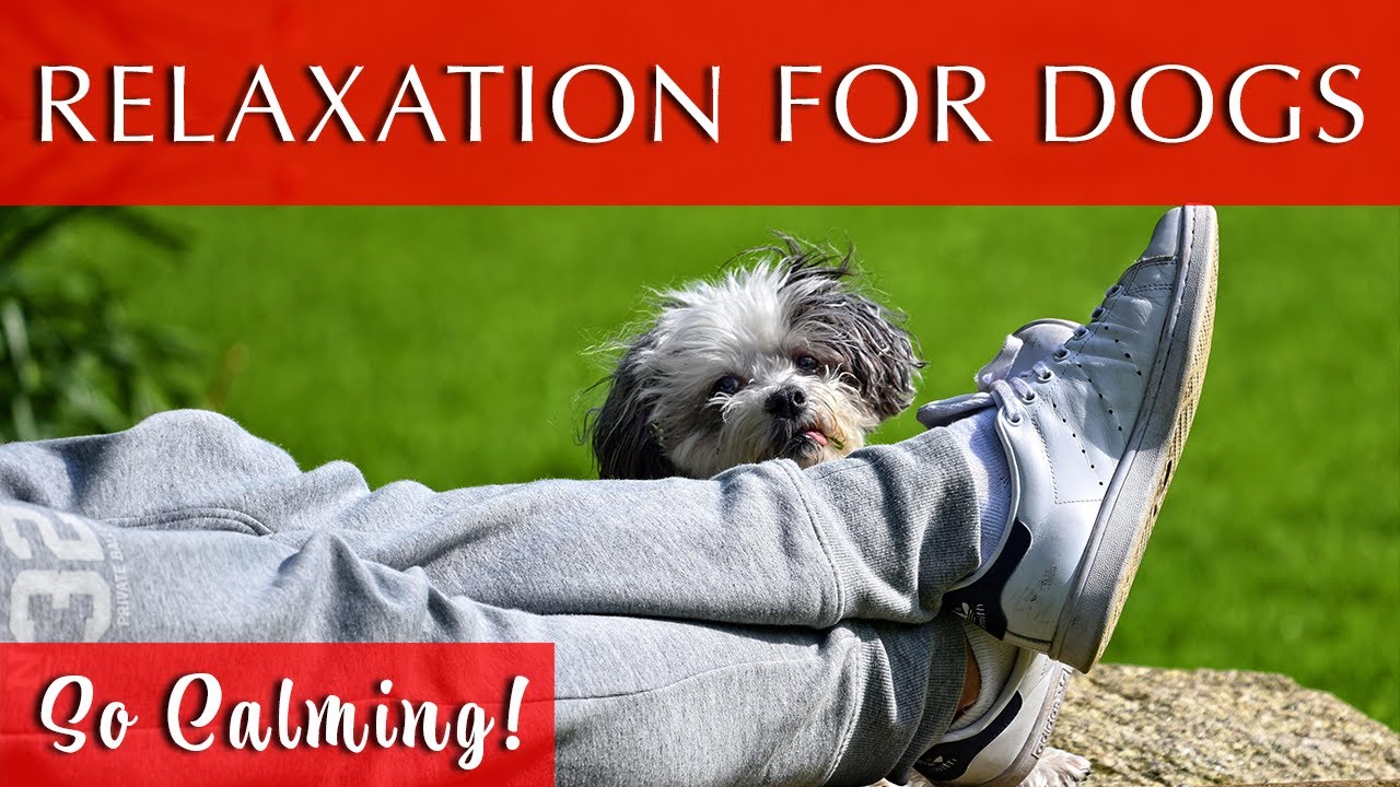 Soothing Music for Me and My Dog | Relax With Your Best Buddy!