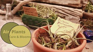 Air Plants Care And Bloom Guide