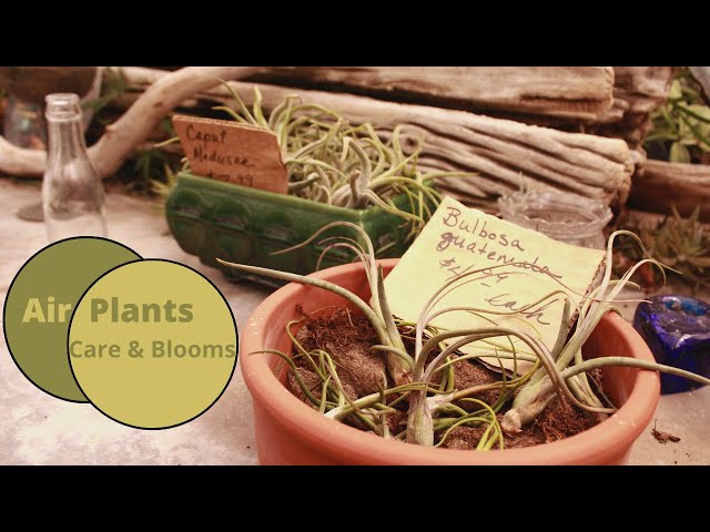 hanging stand for plants Hangapot Space Saving 5' Plant Stand on Wheels - Handcrafted Douglas Fir/  16 Clay Pot Hangers