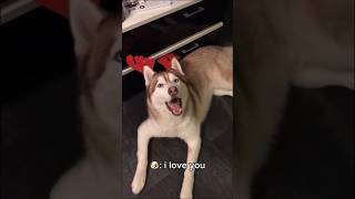 3 Ways Your Dog Says “I Love You” Without Words 🐶❤️