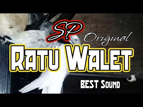 SP Nasi Campur Walet Putih A (suara panggil walet paling bersih) || free swiftlet call sound