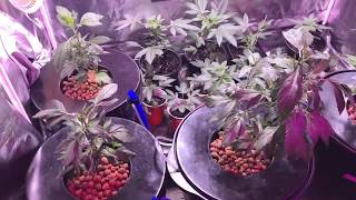 Update on my medical garden