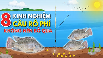 8 Kinh Nghiệm câu cá rô phi , ai cũng có thể học được, không nên bỏ qua | #cauca #fishing #fishing