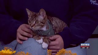 Angels of Assisi Talks “Mega” Adoption Event