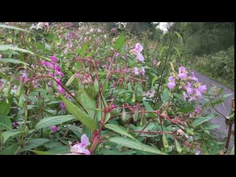 Slow motion of exploding Indian Balsam seed pods