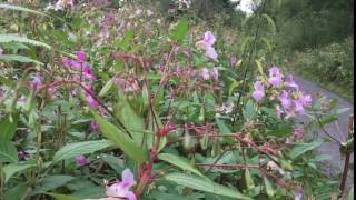 Celebrity Slow motion of exploding Indian Balsam seed pods Wealth