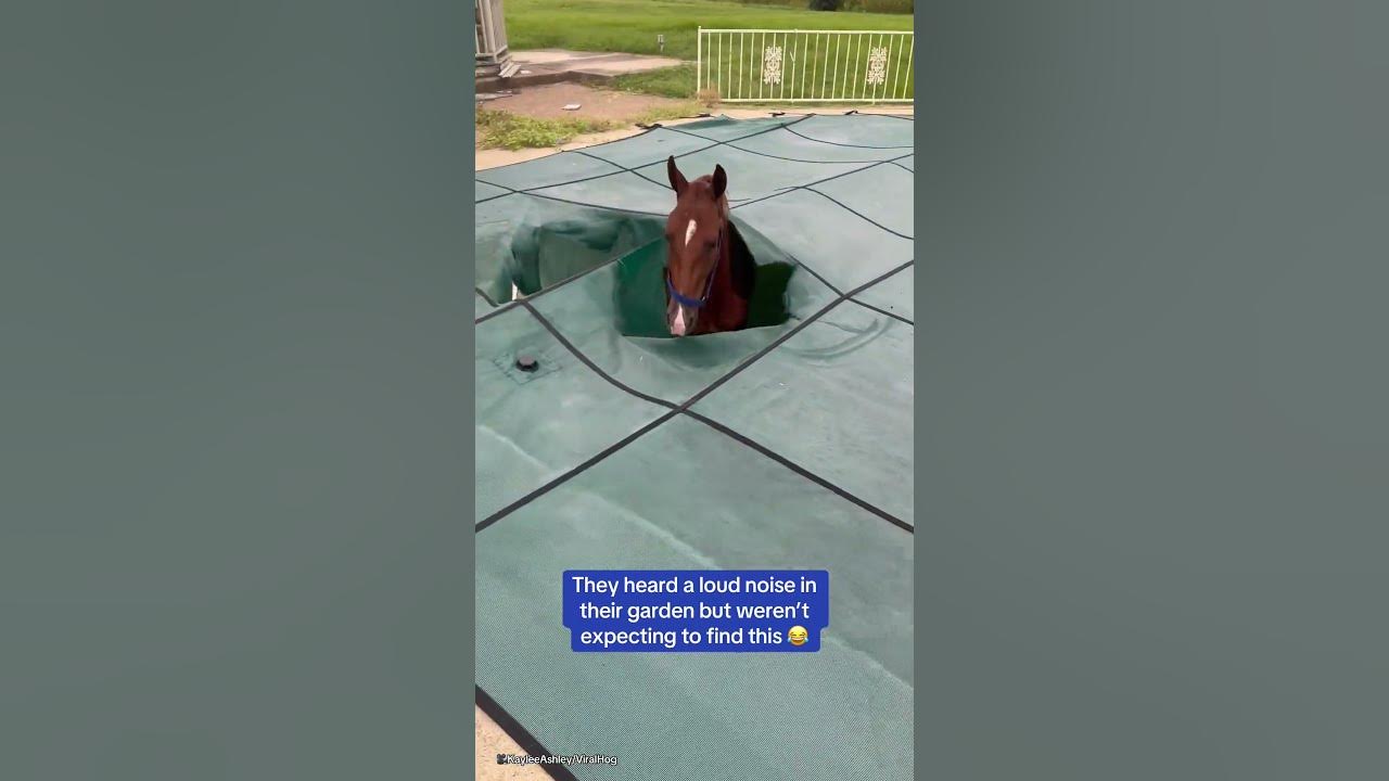 They heard a loud noise in their garden but weren’t expecting to find this