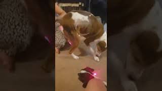 dog vs laser pointer