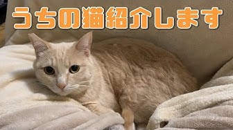 面白ネコ Youtube
