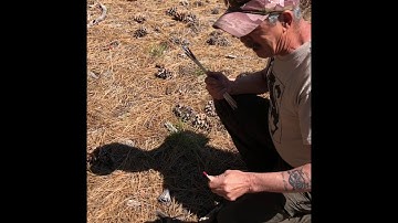 Tracking in pine needles