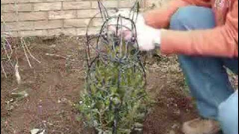 Topiary Templates Video 3