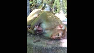Omg So Pity Mom Monkey Grab Baby Monkey Sleeping Give Milk And Love Animal