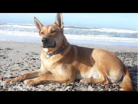 Carolina Dog Howling 101 Barking Puppies talking Jumping Training Mix Running Wild Sounds Playing