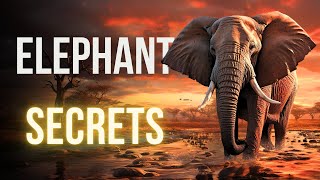 Unlocking Secrets: 10 Incredible Facts about Elephants. by Striking Animal Kingdom 4,643 views 3 months ago 5 minutes, 57 seconds