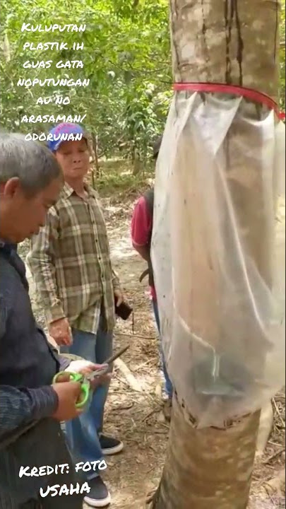 pasang plastik pelindung hujan agar susu getah sentiasa berkualiti