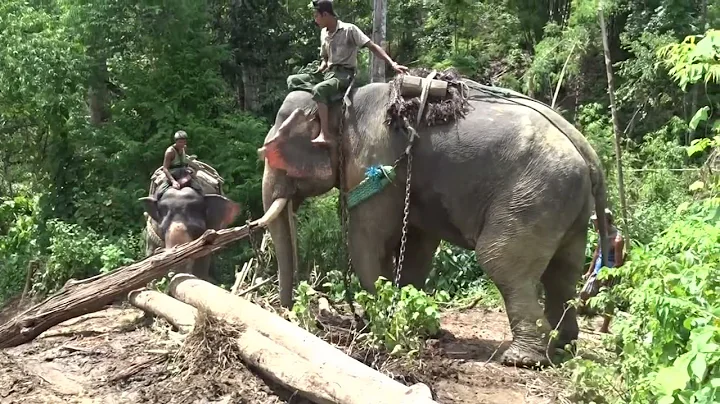 5 / 6 - #myanmar - the last working #elephants  (lumberjacks) - DayDayNews
