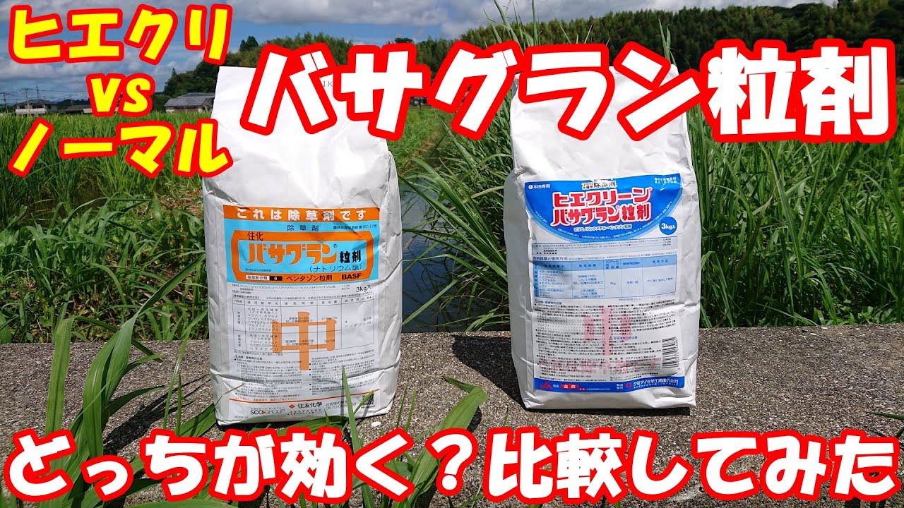 ヒエクリーンとノーマルバサグラン粒剤を同程度の雑草が繁茂する圃場に散布し、効果を比較します。散布方法は動散です