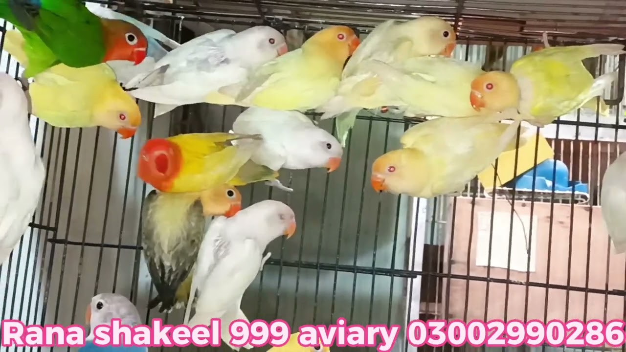 red i red i red i..... caremeno albino palafellow