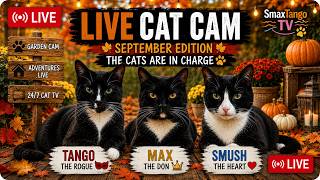 LIVE CatCam | 07-09-26 | Max, Tango & Smush Face