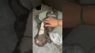 After 12 hrs shift 😅 #shorts  #dogs #dog #cutedogs #funnydogs #doglover #puppy #viral #dogshorts