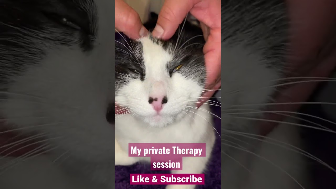 My Private Therapy Session!! #therapy #fyp #kitten #viralvideo #pets #cat #cute #viral #lionking
