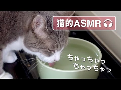 【猫的ASMR】 おいしい音（咀嚼音）