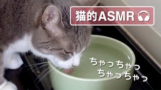 【猫的Asmr】 おいしい音（咀嚼音）