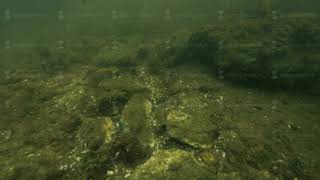 Underwater diving to river bottom. River bottom background screenshot 4