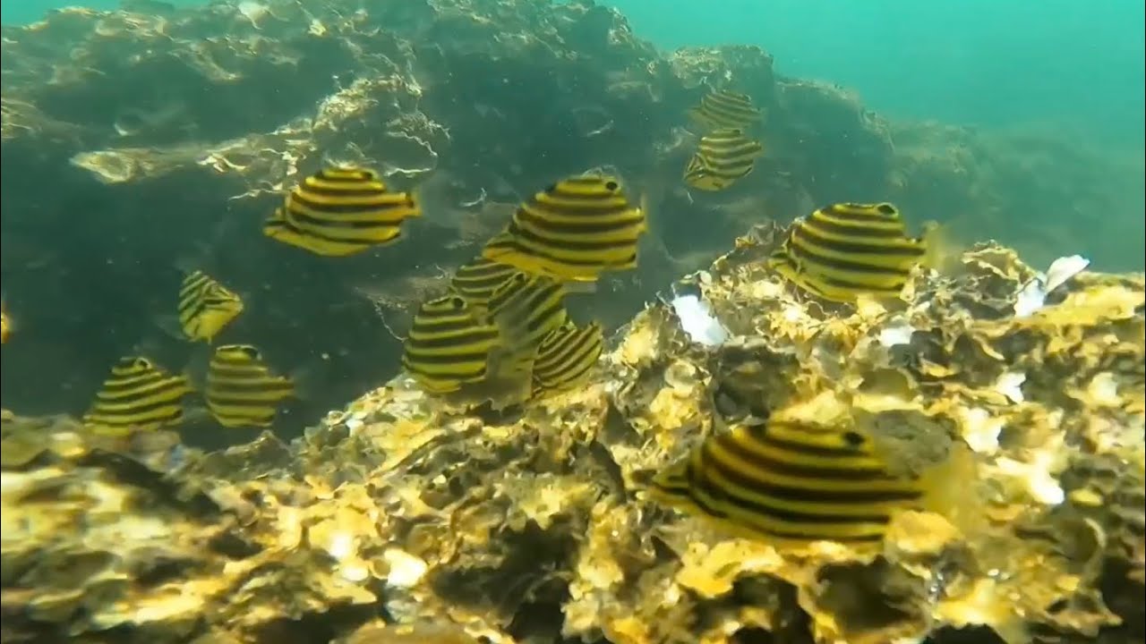 Snorkelling in Cudgen Creek, Kingscliff