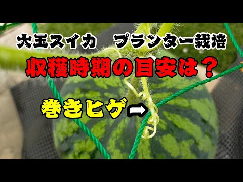 大玉スイカ プランター栽培 収穫時期 巻きひげ 積算温度 Youtube 大玉スイカ プランター栽培 収穫時期 巻きひげ 積算温度 Youtube