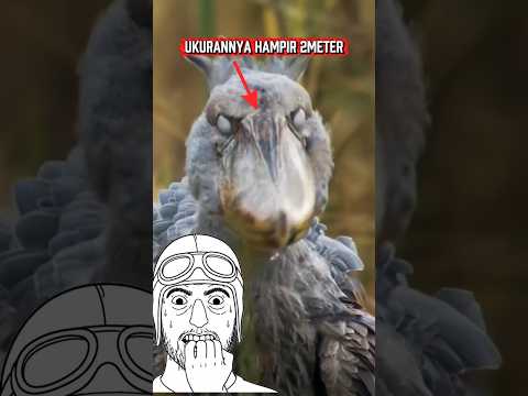 Jangan lari kalau kamu ketemu burung monster ini!