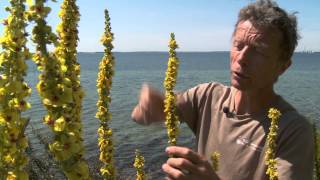 Nationalpark Mols Bjerge - Lægeurterne På Kalø