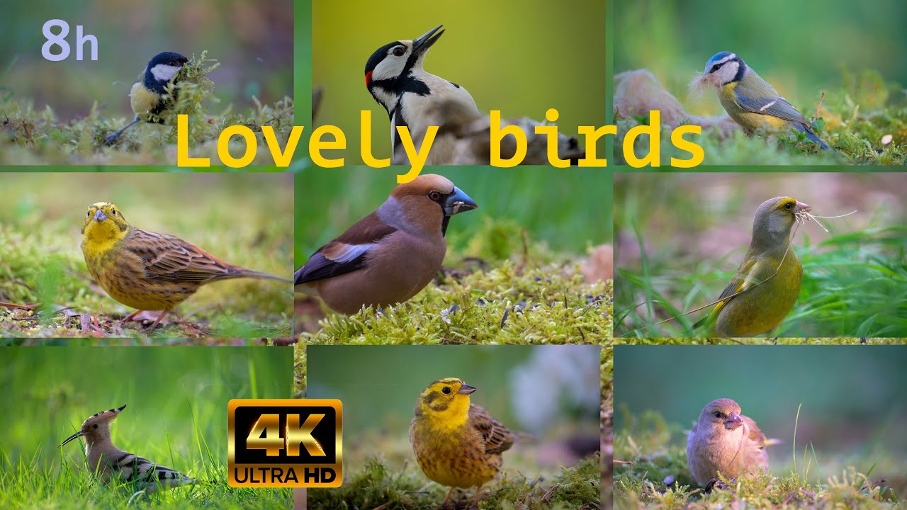 8 hours 4k video for CATs and birds singing