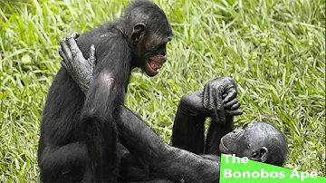 The Bonobos Ape (Nature Documentary)