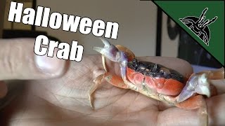 Halloween Crab Update And Handling Gecarcinus Quadratus